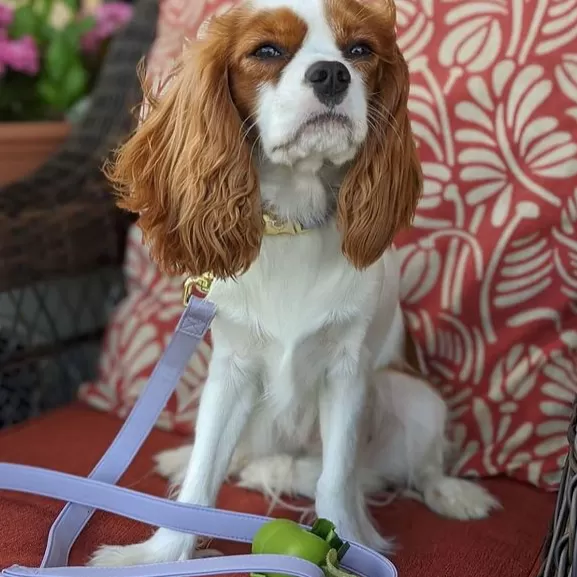 Purple Lilac Leash