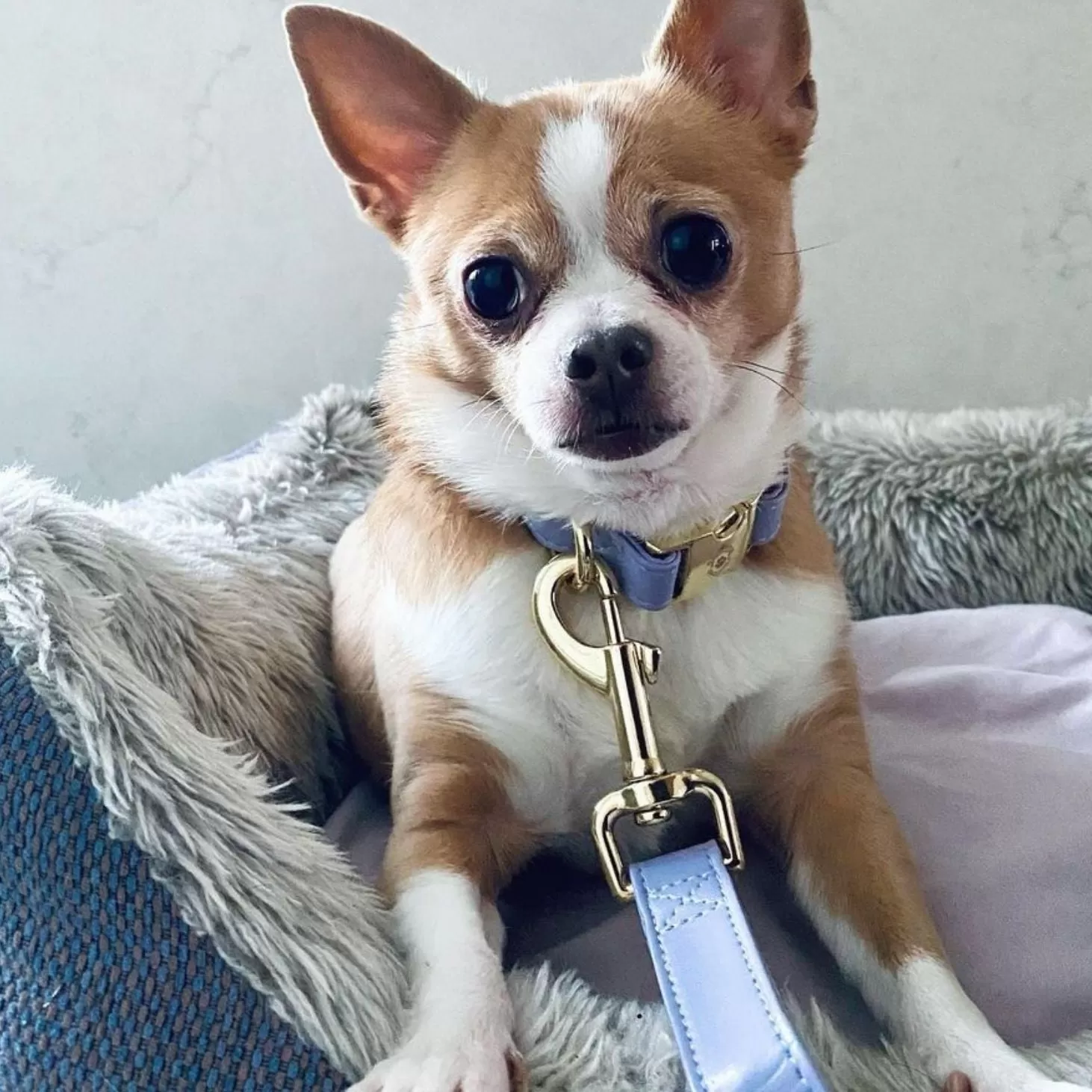 Purple Lilac Leash