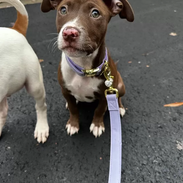 Purple Lilac Leash